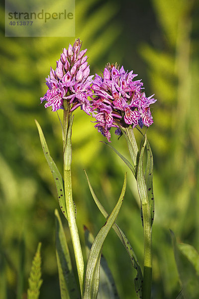 Fuchs' Knabenkraut  Fuchs'sches Knabenkraut (Dactylorhiza fuchsii)  Orchidee in Feuchtwiese  geschützte Pflanze