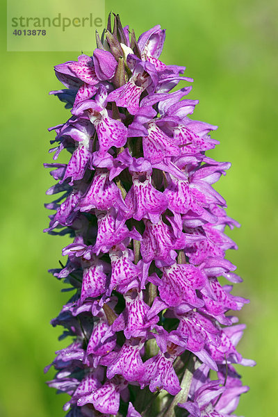 Geflecktes Knabenkraut (Dactylorhiza maculata)  Orchidee in Feuchtwiese  geschützte Pflanze