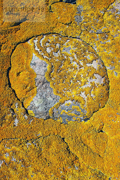 Gelbe Flechten  Gewöhnliche Gelbflechte  Gelbe Wandflechte (Xanthoria parietina) auf alter Mauer aus Feldsteinen  Blattflechte