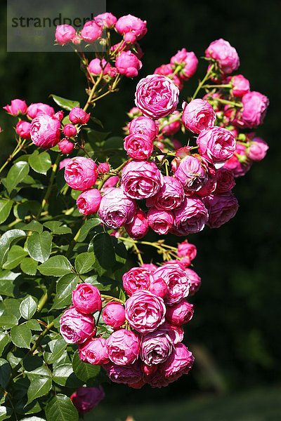 Rose Sorte Pomponella (Rosa cultivar Pomponella)
