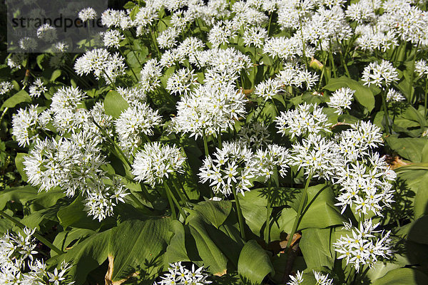 Blühender Bärlauch  Bär-Lauch (Allium ursinum) in Wiese  Heilpflanze