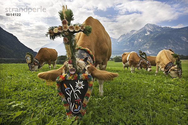 Geschmückte Kühe beim Almabtrieb  Reith im Alpbachtal  Nordtirol  Österreich  Europa