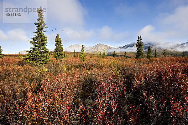 Denali Nationalpark im Herbst  Alaska  Nordamerika  USA  Amerika