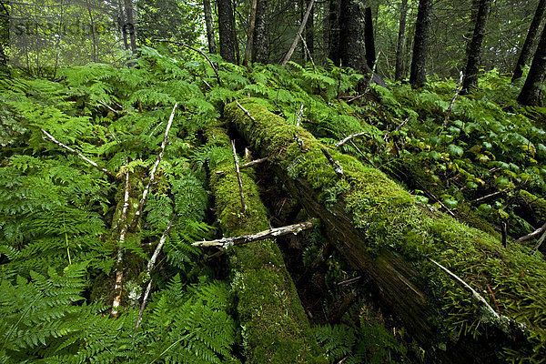 Urwald in der Nähe von Valdez  Alaska  Nordamerika  USA  Amerika