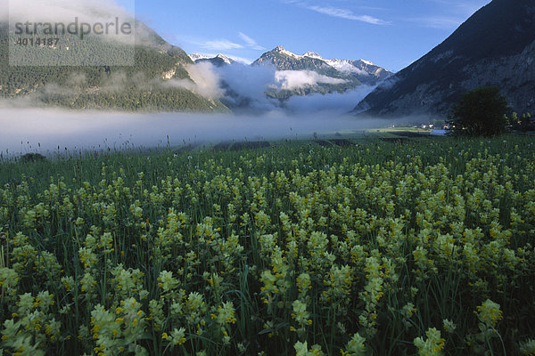 Wiese mit Klappertopf (Rhinanthus) im Morgennebel  Gurgeltal bei Imst  Nordtirol  Österreich  Europa