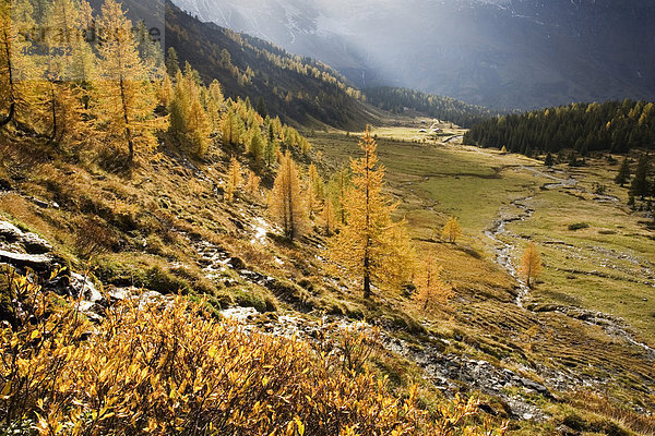 Lärchen im Herbst im Rauriser Tal  Nationalpark Hohe Tauern  Salzburg  Österreich  Europa