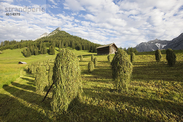 Heuschober  Heuernte auf der Walder Alm  hinten der Hundskopf  Karwendelgebirge  Nordtirol  Österreich  Europa