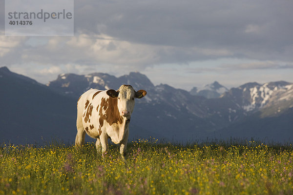 Kuh auf der Walder Alm  Nordtirol  Österreich  Europa