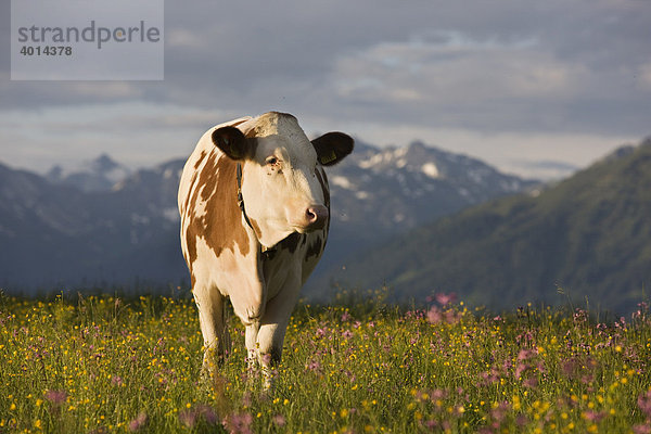 Kuh auf der Walder Alm  Nordtirol  Österreich  Europa
