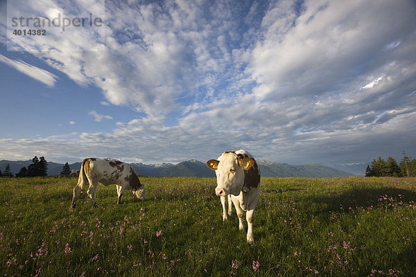Kühe auf der Walder Alm  Nordtirol  Österreich  Europa