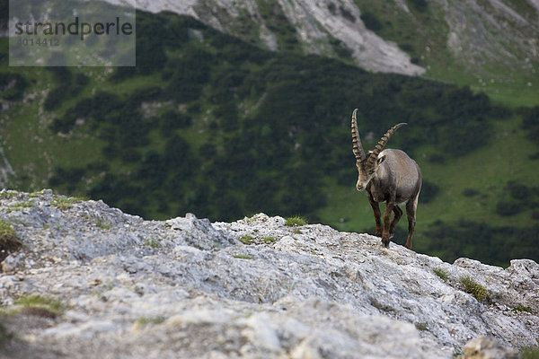 Steinbock (Capra ibex) am Sonnjoch  Karwendelgebirge  Nordtirol  Österreich  Europa