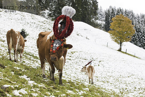 Almabtrieb  Alpbachtal  Luegergraben  Inneralpbach  Kitzbühler Alpen  Nordtirol  Österreich  Europa