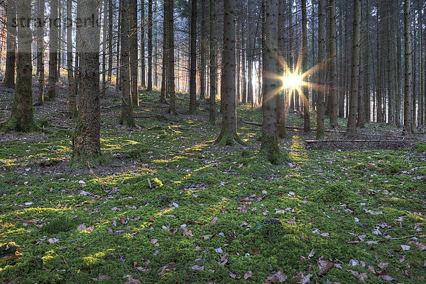 Sonne bricht am Abend durch Kiefernwald (Pinus)  Bodensee  Markelfingen  Radolfzell  Landkreis Konstanz  Baden-Württemberg  Deutschland  Europa