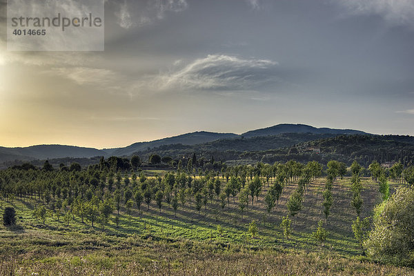 Olivenhain in der Chiantiregion  Chianti  Sienna  Toskana  Italien  Europa