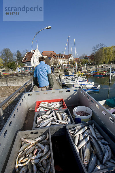 Fischer transportiert Felchen  Fische  Fischerei  Hafen  Bodensee  Wasserburg  Bayern  Deutschland