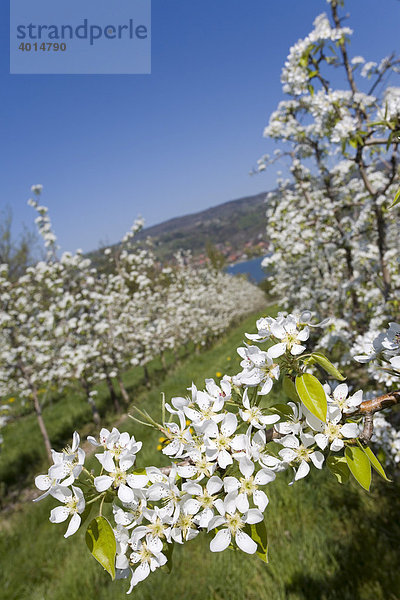 Kirschblüte  Untersee  Bodensee  bei Mammern  Schweiz