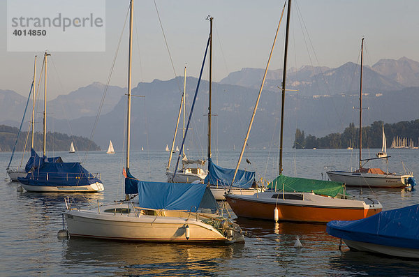 Boote im Abendlicht  Segelboote  Vierwaldstätter See  Luzern  Schweiz