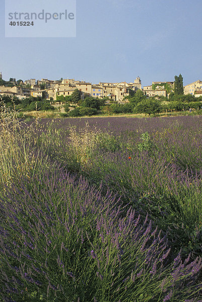 Lavendel (Lavandula angustifolia)  Lavendelfeld  Dorf Saignon  Provence  Frankreich  Europa