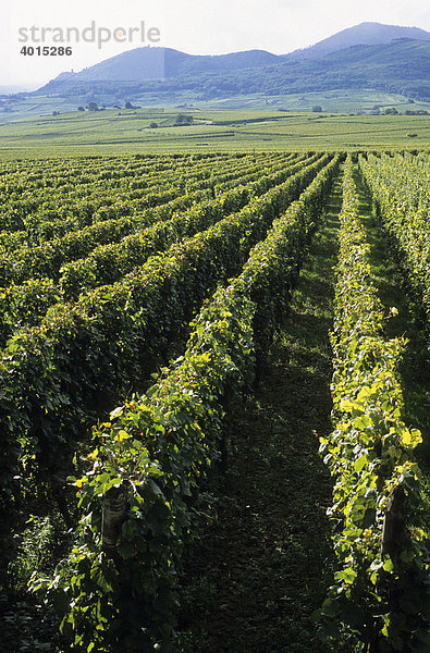 Weinberge bei RibeauvillÈ  Weinbau  Weinanbau  Weinstöcke  Elsass  Frankreich  Europa