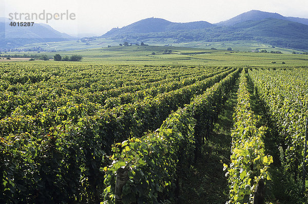 Weinberge bei RibeauvillÈ  Weinbau  Weinanbau  Weinstöcke  Elsass  Frankreich  Europa