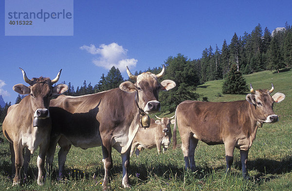 Kühe  Rinder  auf der Weide bei Salouf  Graubünden  Schweiz  Europa