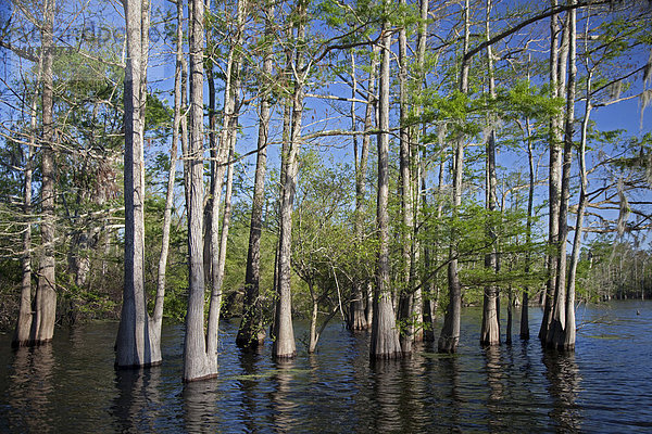 Ein Wald mit Zypressen und Tupelobäume im Atchafalaya Flussgebiet  Bayou Sorrel  Louisiana  USA