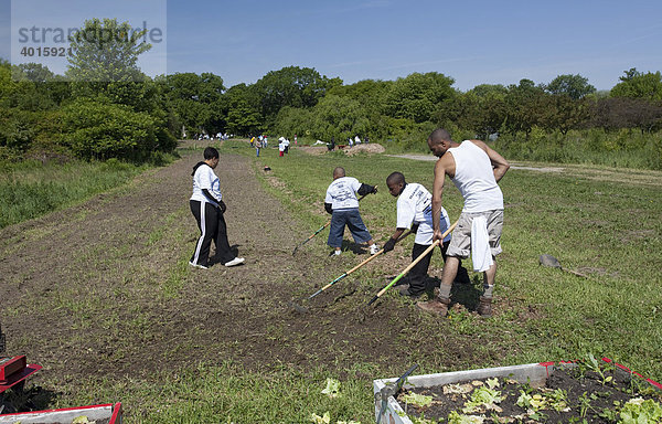 Freiwillige arbeiten auf der D-town Farm  einem städtischen Bauernhof in einem Stadtpark betrieben von der gemeinnützigen Organistation Detroit Black Community Food Security Network  Detroit  Michigan  USA