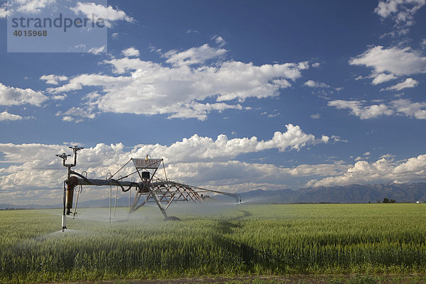 Ein Beregnungs-Bewässerungssystem bewässert ein Feld in der Hochwüste des San Luis Valley  Alamosa  Colorado  USA