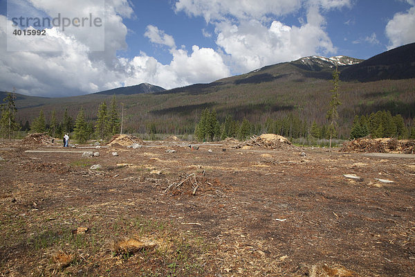 Die Park Service Behörde hat die meisten Bäume am der Timber Creek Campingplatz gefällt  weil sie nach einem Befall mit Bergkiefernkäfern abgestorben waren  Rocky Mountain National Park  Colorado  USA