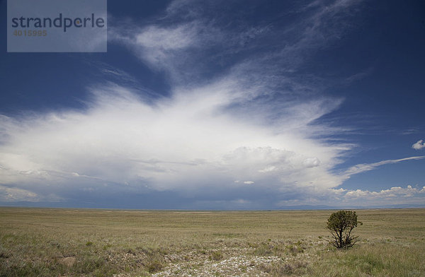 Ein einsamer Baum steht in der San Luis Valley Wüste während ein Gewitter heraufzieht  Mosca  Colorado  USA