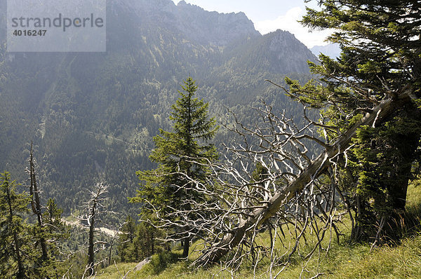 Nadelwald mit vom Borkenkäfer befallenen toten Bäumen auf dem Tegelberg  Allgäu  Bayern  Deutschland  Europa