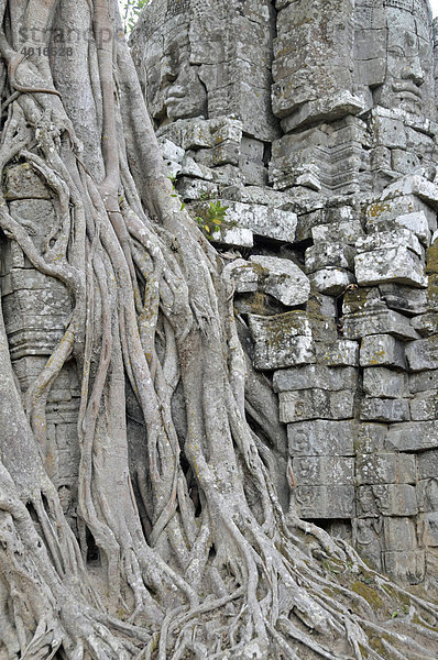 Würgefeige (Ficus altissima)  Ta Som  Angkor  Kambodscha  Asien