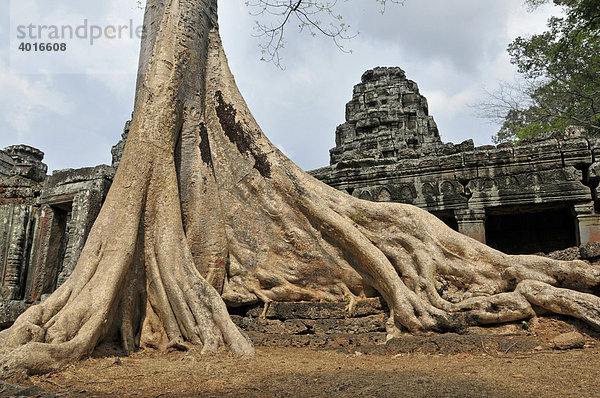 Würgefeige (Ficus)  Tempelkomplex Banteay Kdei  Angkor  Kambodscha  Asien