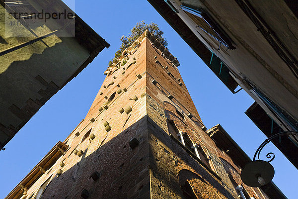 Turm  Torre Guinigi  Lucca  Toskana  Italien  Europa
