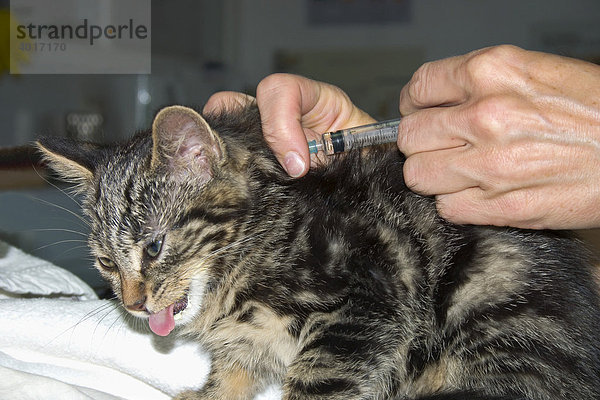 Katze beim Tierarzt bekommt Spritze  Impfung  Deutschland