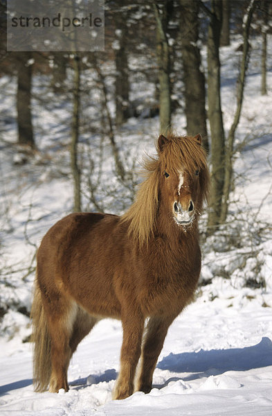 Island Pferd im Schnee  Harbach  Rheinland-Pfalz  Deutschland