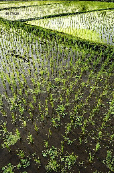 Reisfelder bei Mengwi  Bali  Indonesien  Südostasien