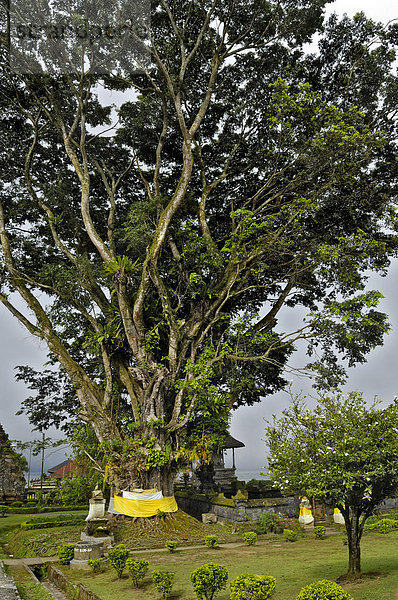Banyan-Feige (Ficus benghalensis)  auch Banyanbaum  am Bratan-See vor dem Tempel Pura Ulun Danu  Bali  Indonesien  Südostasien