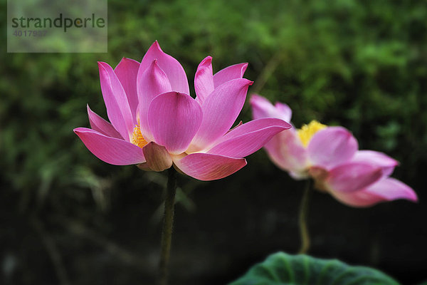 Lotus Blume (Nelumbo nucifera) bei Mengwi  Bali  Indonesien  Südostasien