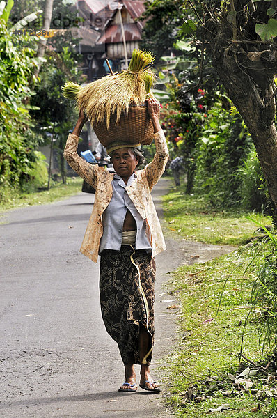 Balinesin trägt geernteten Reis  Mengwi  Bali  Indonesien  Südostasien