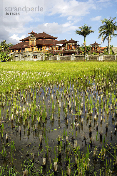 Reisfelder vor Suly Resort und Spa bei Ubud  Bali  Indonesien  Südostasien