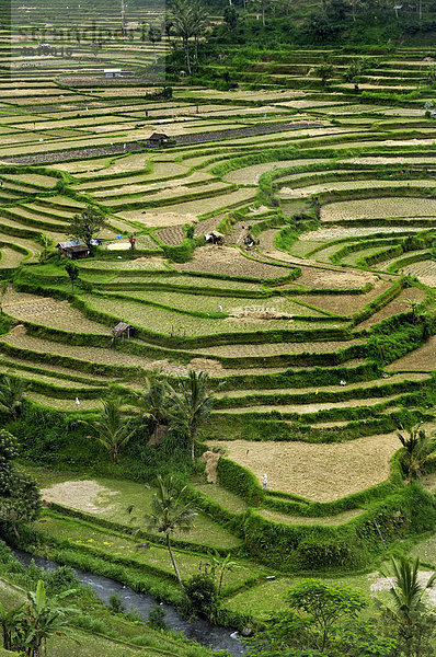 Reisterrassen bei Rendang  Bali  Indonesien