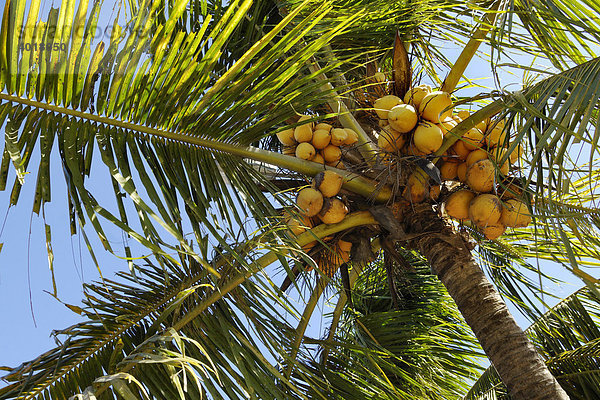 Kokosnuss (Cocos nucifera)  Bali  Indonesien