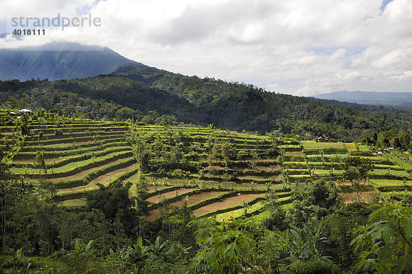 Terrassenreisfelder bei Bedugul  Bali  Indonesien