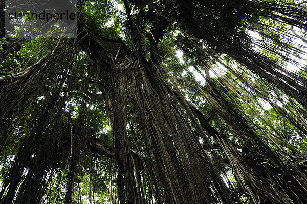 Banyanbaum im Affenwald  Ubud  Bali  Indonesien  Südostasien