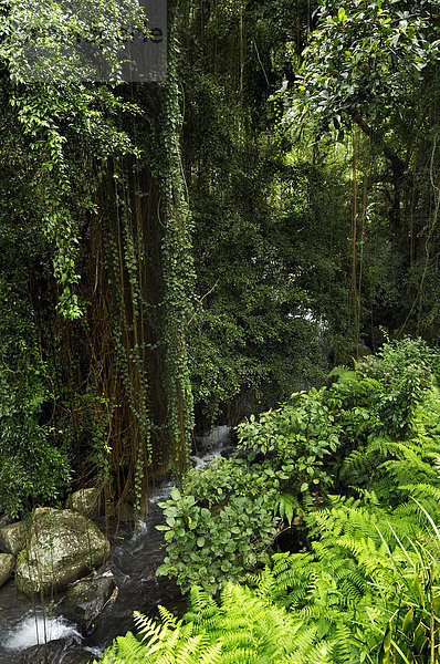 Dschungel und Bach bei den Königsgräbern  Gunung Kawi  bei Ubud  Bali  Indonesien  Südostasien
