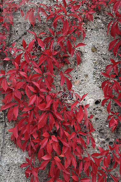 Herbstlaub  Wilder Wein  fünflappig (Parthenocissus quinquefolia)  Bayern  Deutschland  Europa