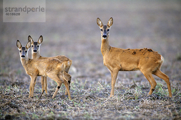 Ricke (Capreolus capreolus) mit Zwillingskitzen  Feld überqerend  Insel Fehmarn  Ostsee  Deutschland  Europa