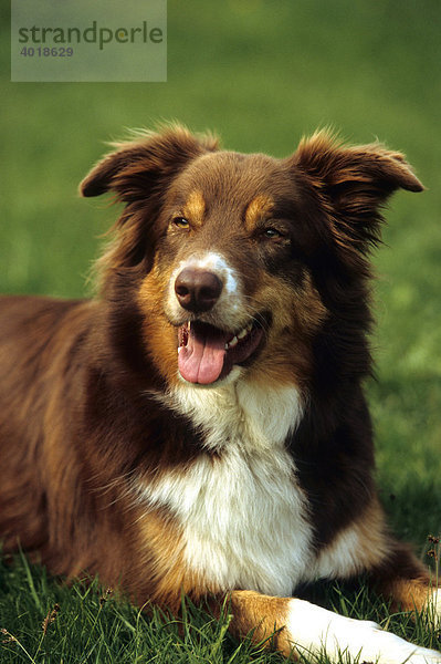 Border Collie (Canis lupus familiaris) Porträt  auf Wiese liegend