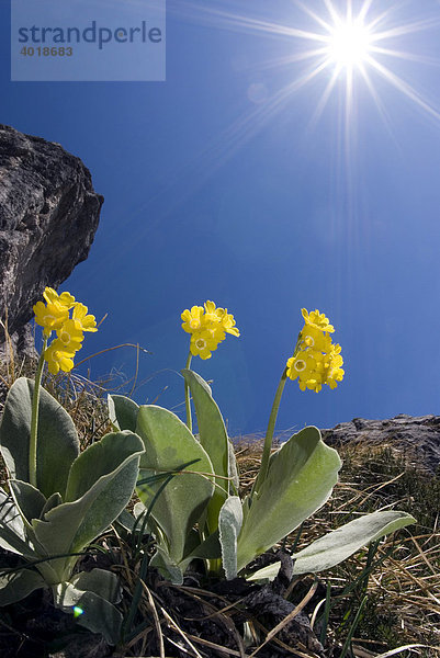 Alpenschlüsselblumen  Petergstamm  Aurikel (Primula auricula L.)  Nationalpark Kalkalpen  Oberösterreich  Österreich  Europa